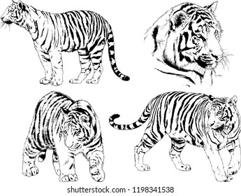 set of vector drawings on the theme of predators tigers are drawn by hand with ink tattoo logos