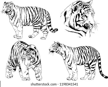 set of vector drawings on the theme of predators tigers are drawn by hand with ink tattoo logos