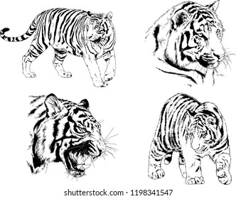 set of vector drawings on the theme of predators tigers are drawn by hand with ink tattoo logos