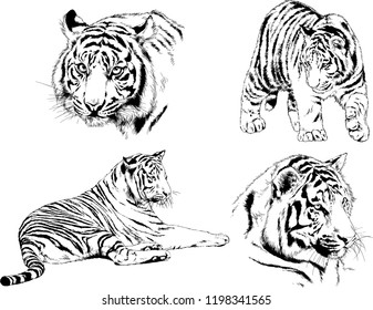 set of vector drawings on the theme of predators tigers are drawn by hand with ink tattoo logos