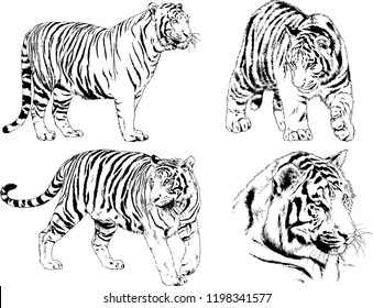 set of vector drawings on the theme of predators tigers are drawn by hand with ink tattoo logos