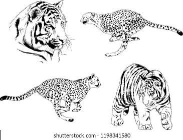 set of vector drawings on the theme of predators tigers are drawn by hand with ink tattoo logos