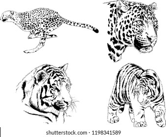 set of vector drawings on the theme of predators tigers are drawn by hand with ink tattoo logos