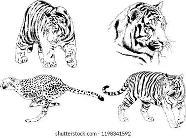 set of vector drawings on the theme of predators tigers are drawn by hand with ink tattoo logos