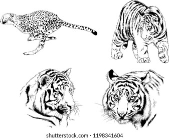 set of vector drawings on the theme of predators tigers are drawn by hand with ink tattoo logos
