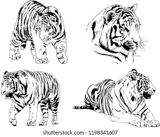 set of vector drawings on the theme of predators tigers are drawn by hand with ink tattoo logos