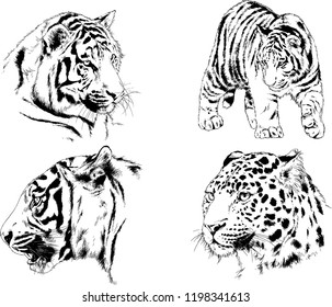 set of vector drawings on the theme of predators tigers are drawn by hand with ink tattoo logos