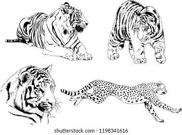 set of vector drawings on the theme of predators tigers are drawn by hand with ink tattoo logos