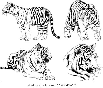 set of vector drawings on the theme of predators tigers are drawn by hand with ink tattoo logos