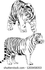 set of vector drawings on the theme of predators tigers are drawn by hand with ink tattoo logos