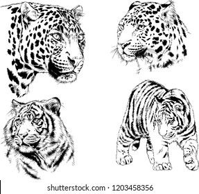 set of vector drawings on the theme of predators tigers are drawn by hand with ink tattoo logos