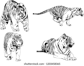 set of vector drawings on the theme of predators tigers are drawn by hand with ink tattoo logos
