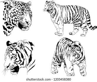 set of vector drawings on the theme of predators tigers are drawn by hand with ink tattoo logos