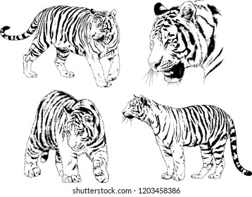 set of vector drawings on the theme of predators tigers are drawn by hand with ink tattoo logos