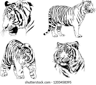 set of vector drawings on the theme of predators tigers are drawn by hand with ink tattoo logos