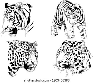 set of vector drawings on the theme of predators tigers are drawn by hand with ink tattoo logos