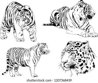 set of vector drawings on the theme of predators tigers are drawn by hand with ink tattoo logos