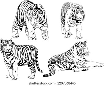 set of vector drawings on the theme of predators tigers are drawn by hand with ink tattoo logos