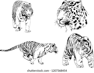 set of vector drawings on the theme of predators tigers are drawn by hand with ink tattoo logos