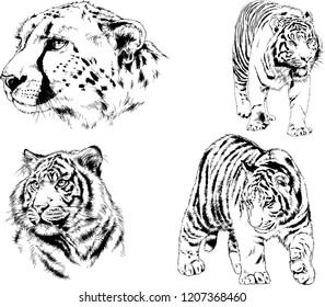 set of vector drawings on the theme of predators tigers are drawn by hand with ink tattoo logos