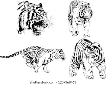 set of vector drawings on the theme of predators tigers are drawn by hand with ink tattoo logos