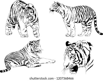 set of vector drawings on the theme of predators tigers are drawn by hand with ink tattoo logos