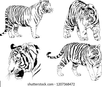 set of vector drawings on the theme of predators tigers are drawn by hand with ink tattoo logos