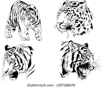 set of vector drawings on the theme of predators tigers are drawn by hand with ink tattoo logos