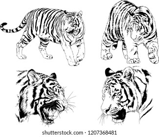 set of vector drawings on the theme of predators tigers are drawn by hand with ink tattoo logos