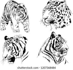 set of vector drawings on the theme of predators tigers are drawn by hand with ink tattoo logos