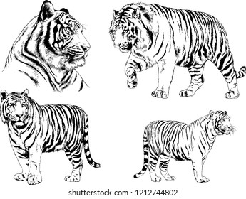 set of vector drawings on the theme of predators tigers are drawn by hand with ink tattoo logos