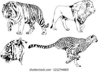 set of vector drawings on the theme of predators tigers are drawn by hand with ink tattoo logos