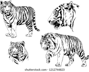 set of vector drawings on the theme of predators tigers are drawn by hand with ink tattoo logos