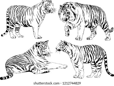 set of vector drawings on the theme of predators tigers are drawn by hand with ink tattoo logos
