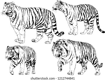 set of vector drawings on the theme of predators tigers are drawn by hand with ink tattoo logos