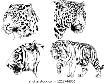 set of vector drawings on the theme of predators tigers are drawn by hand with ink tattoo logos