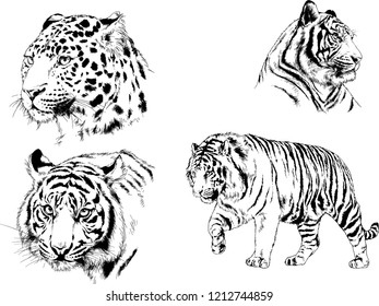 set of vector drawings on the theme of predators tigers are drawn by hand with ink tattoo logos