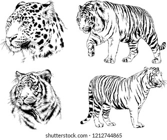 set of vector drawings on the theme of predators tigers are drawn by hand with ink tattoo logos