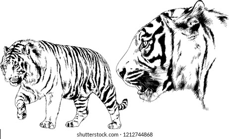 set of vector drawings on the theme of predators tigers are drawn by hand with ink tattoo logos