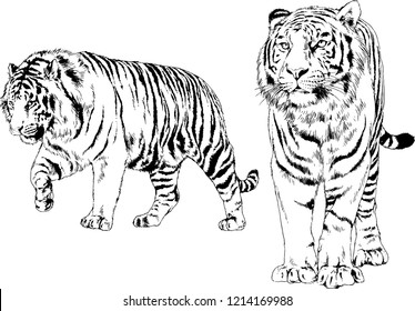 set of vector drawings on the theme of predators tigers are drawn by hand with ink tattoo logos