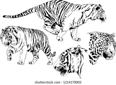 set of vector drawings on the theme of predators tigers are drawn by hand with ink tattoo logos