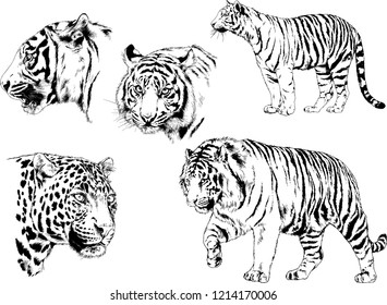 set of vector drawings on the theme of predators tigers are drawn by hand with ink tattoo logos