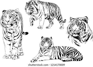 set of vector drawings on the theme of predators tigers are drawn by hand with ink tattoo logos