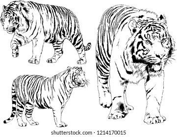 set of vector drawings on the theme of predators tigers are drawn by hand with ink tattoo logos