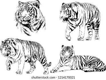 set of vector drawings on the theme of predators tigers are drawn by hand with ink tattoo logos