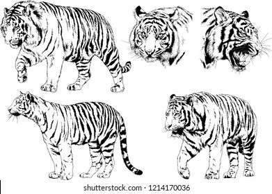 set of vector drawings on the theme of predators tigers are drawn by hand with ink tattoo logos