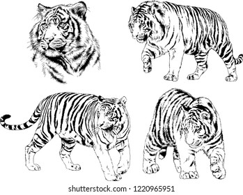 set of vector drawings on the theme of predators tigers are drawn by hand with ink tattoo logos