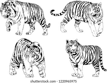 set of vector drawings on the theme of predators tigers are drawn by hand with ink tattoo logos