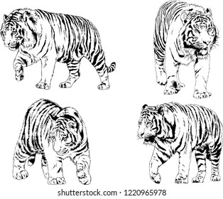 set of vector drawings on the theme of predators tigers are drawn by hand with ink tattoo logos