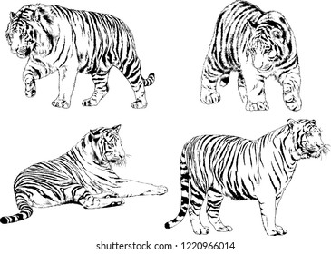 set of vector drawings on the theme of predators tigers are drawn by hand with ink tattoo logos